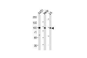 HSP90AB1 Antibody (Center) (ABIN392346 and ABIN2841985) western blot analysis in A431,Hela,L6 cell line lysates (35 μg/lane). (HSP90AB1 antibody  (AA 438-465))