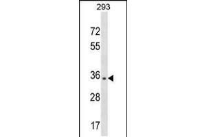 Western blot analysis in 293 cell line lysates (35ug/lane). (NUBP1 antibody  (AA 185-212))