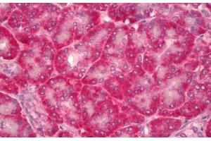 Anti-NOV / CCN3 antibody IHC staining of human pancreas. (NOV antibody)