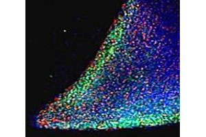 ABIN185444 (5 μg/mL) staining (green) parts of a colony of induced pluriform stem cells derived from Human Keratinocytes. (Nanog antibody  (Internal Region))