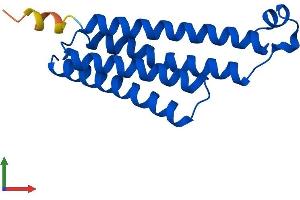 AlphaFold protein structure predicition of Mouse Recombinant Ptges Protein, UniprotID Q9JM51 (Prostaglandin E Synthase Protein (PTGES) (AA 1-153) (His tag))