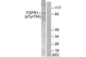 Western blot analysis of extracts from 293 cells, using FGFR1 (Phospho-Tyr154) Antibody. (FGFR1 antibody  (pTyr154))