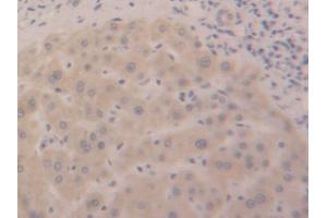 IHC-P analysis of Human Liver Tissue, with DAB staining. (DDO antibody  (AA 117-199))