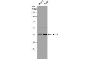 WB Image beta Actin antibody detects beta Actin protein by western blot analysis. (beta Actin antibody  (C-Term))