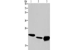 Western Blotting (WB) image for anti-Interleukin 19 (IL19) antibody (ABIN2433193) (IL-19 antibody)