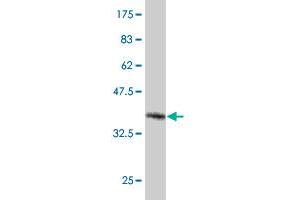 Western Blot detection against Immunogen (37. (NMNAT3 antibody  (AA 116-215))