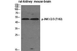 Western Blot (WB) analysis of specific cells using Phospho-JNK1/2/3 (T183) Polyclonal Antibody. (JNK antibody  (pThr183))
