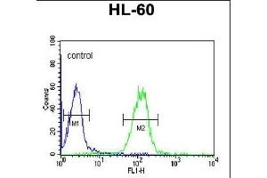 OL4 Antibody (Center ) 6783c flow cytometric analysis of HL-60 cells (right histogram) compared to a negative control cell (left histogram). (Apolipoprotein L 4 antibody  (AA 258-290))