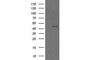 Image no. 2 for anti-Chromogranin A (CHGA) antibody (ABIN1497509) (Chromogranin A antibody)