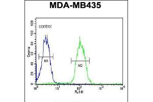 Flow cytometric analysis of MDA-MB435 cells (right histogram) compared to a negative control cell (left histogram). (DHRS7 antibody  (N-Term))