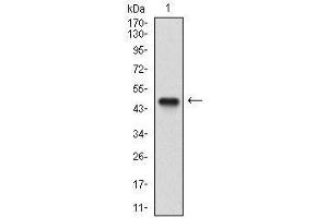 Fig. (Nibrin antibody  (AA 467-615))