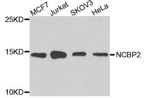 Western blot analysis of extracts of various cell lines, using NCBP2 antibody.