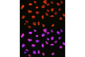 Immunofluorescence analysis of U-2 OS cells using mSin3A Rabbit mAb (ABIN7270318) at dilution of 1:100 (40x lens).