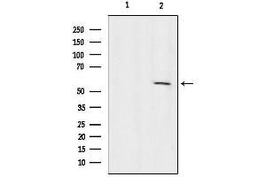 anti-Kinesin Family Member 12 (KIF12) (N-Term) antibody