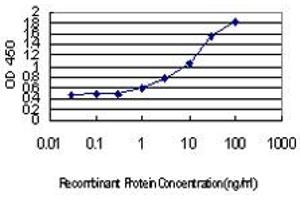 Detection limit for recombinant GST tagged IRF4 is approximately 0. (IRF4 antibody  (AA 342-451))