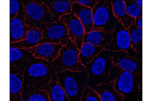 Immunofluorescence (IF) image for anti-AHNAK Nucleoprotein (AHNAK) (N-Term) antibody (ABIN302097)