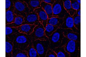 Immunofluorescence staining of AHNAK1 in HeLa cell line using anti-AHNAK1 (; red). (AHNAK antibody  (N-Term))