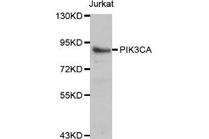 Western blot analysis of Jurkat cell lines, using PIK3CA antibody. (PIK3CA antibody)