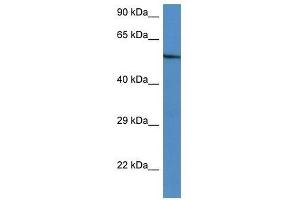 Western Blot showing Zbtb43 antibody used at a concentration of 1. (ZBTB43 antibody  (C-Term))