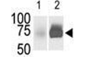 The anti-SphK2 Pab is used in Western blot (Lane 1) to detect c-myc-tagged SphK2 in transfected 293 cell lysate (a c-myc antibody is used as control in Lane 2).