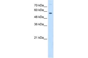 Western Blotting (WB) image for anti-Butyrophilin, Subfamily 1, Member A1 (BTN1A1) antibody (ABIN2462832) (BTN1A1 antibody)