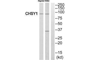 Western blot analysis of extracts from HepG2 cells and K562 cells, using CHSY1 antibody. (CHSY1 antibody  (Internal Region))