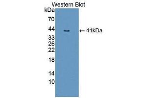 Western blot analysis of the recombinant protein. (NFkB antibody  (AA 47-372))