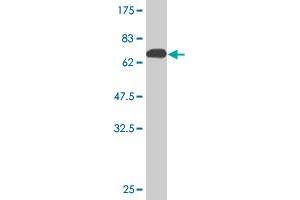 Western Blot detection against Immunogen (74. (ANGPTL3 antibody  (AA 17-460))