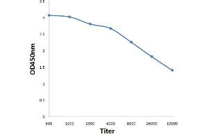 Antigen: 0. (ANKRD11 antibody  (AA 731-820))