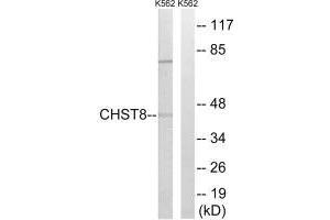 Western blot analysis of extracts from K562 cells, using CHST8 antibody. (CHST8 antibody)