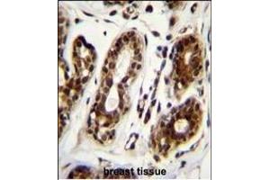 NCL Antibody (Center ) (ABIN655626 and ABIN2845105) immunohistochemistry analysis in formalin fixed and paraffin embedded human breast tissue followed by peroxidase conjugation of the secondary antibody and DAB staining.