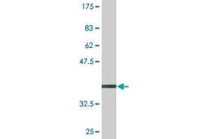 Western Blot detection against Immunogen (36. (FADD antibody  (AA 109-208))