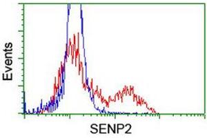 Image no. 2 for anti-SUMO1/sentrin/SMT3 Specific Peptidase 2 (SENP2) (AA 139-523) antibody (ABIN1490924) (SENP2 antibody  (AA 139-523))