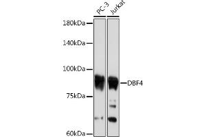 Western blot analysis of extracts of various cell lines, using DBF4 Rabbit mAb (ABIN7266677) at 1:1000 dilution.