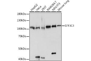 Western blot analysis of extracts of various cell lines, using GTF3C3 Rabbit pAb (ABIN7267374) at 1:2000 dilution. (GTF3C3 antibody)