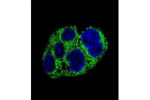 Confocal immunofluorescent analysis of ACR Antibody (C-term) (ABIN654069 and ABIN2843966) with HepG2 cell followed by Alexa Fluor® 488-conjugated goat anti-rabbit lgG (green). (AMACR antibody  (C-Term))