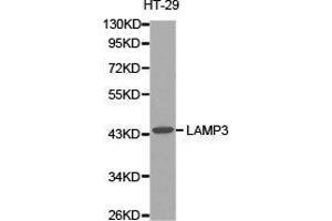 Western Blotting (WB) image for anti-Lysosomal-Associated Membrane Protein 3 (LAMP3) antibody (ABIN1873506) (LAMP3 antibody)