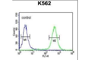 ATP4B Antibody (N-term) (ABIN651374 and ABIN2840208) flow cytometric analysis of K562 cells (right histogram) compared to a negative control cell (left histogram).