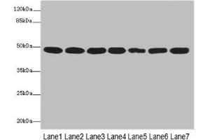 Western blot All lanes: COPS3 antibody at 3. (COPS3 antibody  (AA 194-423))