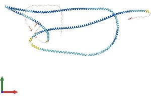 AlphaFold protein structure predicition of Mouse Recombinant Odf2 Protein, UniprotID A3KGV1