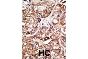 Image no. 1 for anti-Neuronal Differentiation 1 (NEUROD1) (AA 15-45) antibody (ABIN2451575) (NEUROD1 antibody  (AA 15-45))