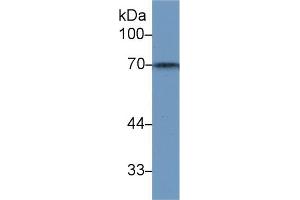 Detection of HSPA1L in Human Raji cell lysate using Polyclonal Antibody to Heat Shock 70 kDa Protein 1 Like Protein (HSPA1L)