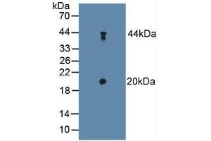 Detection of dSIP in Mouse Cerebellum Tissue using Polyclonal Antibody to Delta-Sleep Inducing Peptide (dSIP) (TSC22D3 antibody  (AA 1-134))