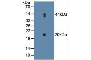 TSC22D3 antibody  (AA 1-134)