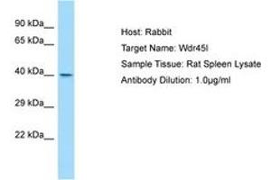 Image no. 1 for anti-WD Repeat Domain 45B (WDR45B) (C-Term) antibody (ABIN6749856) (WD Repeat Domain 45B (WDR45B) (C-Term) antibody)