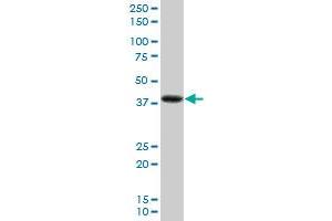 PDLIM2 MaxPab polyclonal antibody. (PDLIM2 antibody  (AA 1-352))