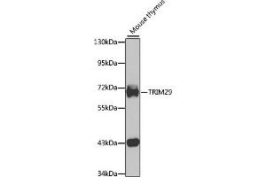 Western blot analysis of extracts of mouse thymus, using TRIM29 antibody (ABIN6132217, ABIN6149518, ABIN6149519 and ABIN6223412) at 1:1000 dilution. (TRIM29 antibody  (AA 309-588))