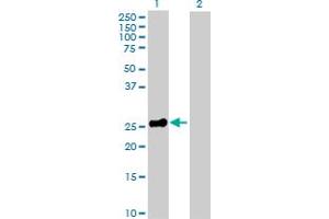 Western Blot analysis of EPO expression in transfected 293T cell line by EPO MaxPab polyclonal antibody. (EPO antibody  (AA 1-193))