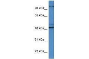 ATCAY antibody  (C-Term)