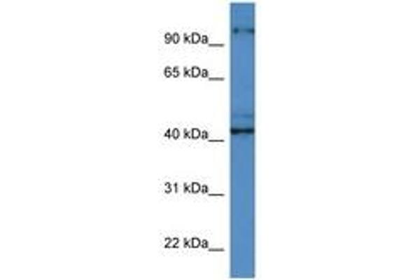 ATCAY antibody  (C-Term)